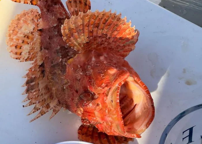 Διαμέρισμα Panoramic Πούλα